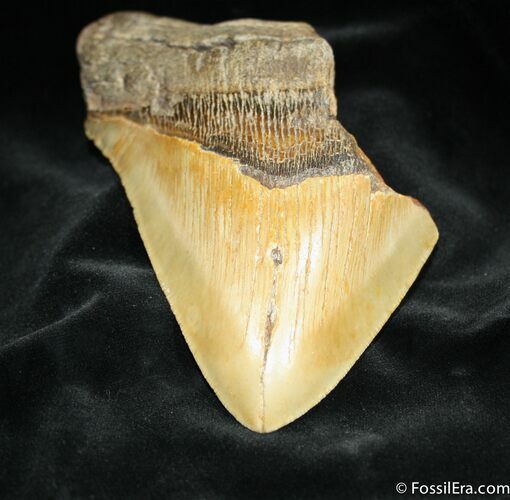 Large / Bargain Megalodon Tooth #863